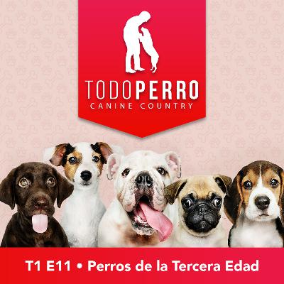 Perros de la tercera edad. Cuidados en esta etapa
