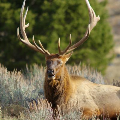 This Week in Yellowstone: November 6th to November 12, 2025