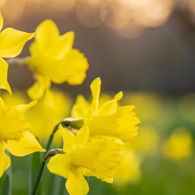 Irish cancer society's Daffodil Day