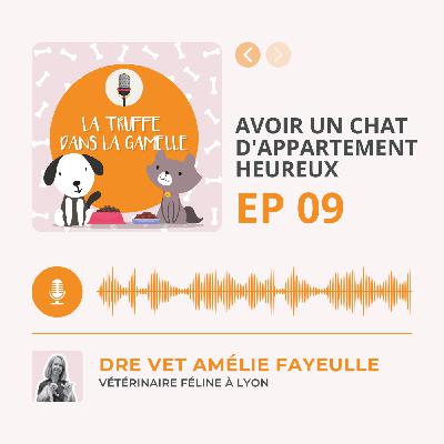 Avoir un chat d'appartement heureux
