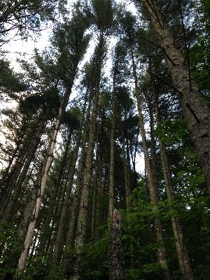 Ep. 526 - Biodiversity & Ecosystem Function