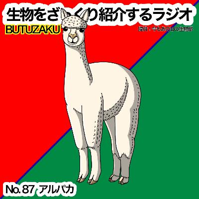 第87話：📮「アルパカ」をざっくり紹介