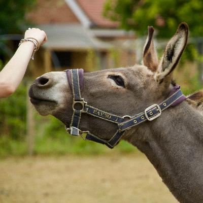 Die Kinder- und Jugendfarm in Würzburg