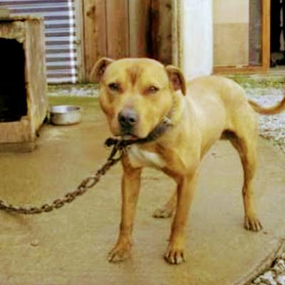 São Paulo agora tem lei que proíbe manter animais acorrentados São Paulo agora tem lei que proíbe manter animais acorrentados