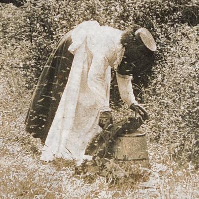 The history of beekeeping retold with Will Messenger
