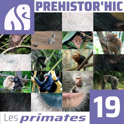 Qu’est-ce qu’un primate ?