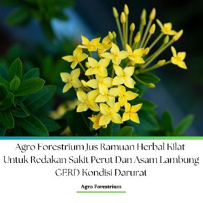 Agro Forestrium Jus Ramuan Herbal Kilat Untuk Redakan Sakit Perut Dan Asam Lambung GERD Kondisi Darurat Podcast Version Agro Forestrium Jus Ramuan Herbal Kilat Untuk Redakan Sakit Perut Dan Asam Lambung GERD Kondisi Darurat Podcast Version