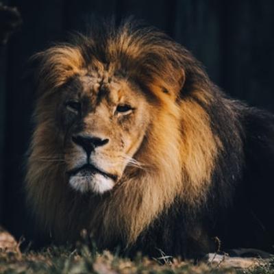 إتّقي شرّ من أحسنت إليه