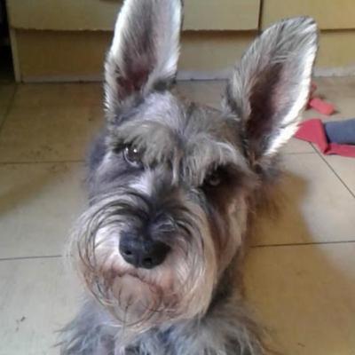 31: La historia de Cody, un amor para siempre.