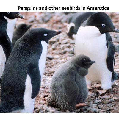 Part X Penguins and Other Seabirds