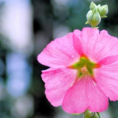 Guided Healing Meditation 2