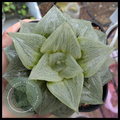 EP103-Haworthia