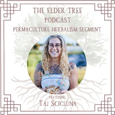 161. Medicinal Resilience & Essential Permaculture with Taj Scicluna 161. Medicinal Resilience & Essential Permaculture with Taj Scicluna