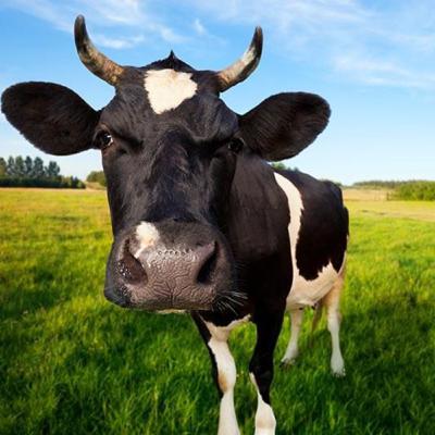 Cow Wetter Podcast