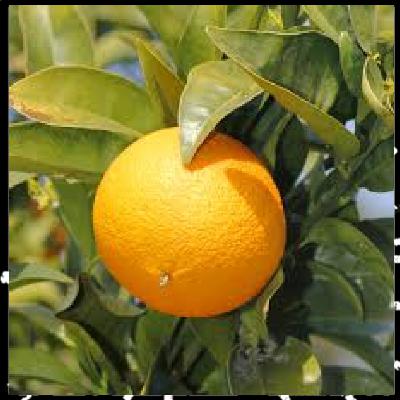 Prendre soin de vous est essentiel épi 10, L'orange douce et ses bienfaits avec Anne Merry