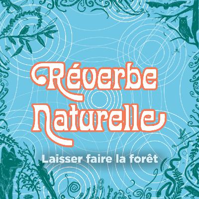 Laisser-faire la forêt : premier stade d’une forêt laissée en libre évolution