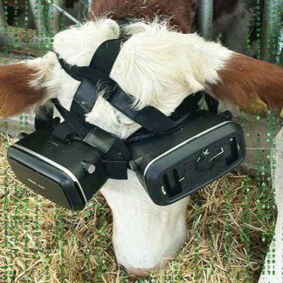 Vacas usando VR Vacas usando VR
