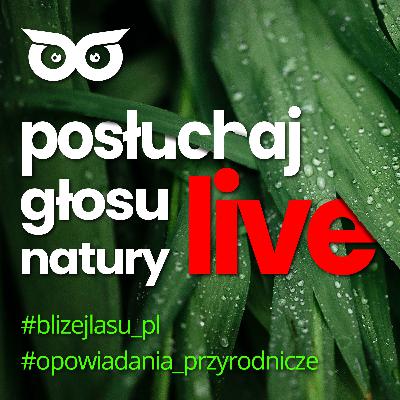 [003] Live - koncert żab jeziorkowych i opowieści o nocy sobótkowej w Puszczy Noteckiej [BlizejLasu.pl]