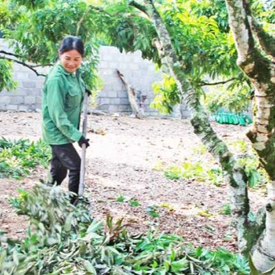 Hướng dẫn kỹ thuật chăm sóc vải thiều sau thu hoạch