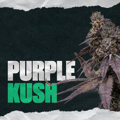 Purple Kush Purple Kush