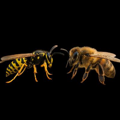 Abeja versus Avispa