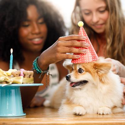 #especial - Aniversário Petlove: 21 anos levando alegria na sua casa! #especial - Aniversário Petlove: 21 anos levando alegria na sua casa!