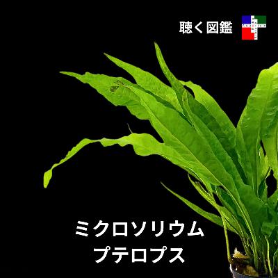学名が語るドラマ:ミクロソリウム・プテロプス進化の歴史 学名が語るドラマ:ミクロソリウム・プテロプス進化の歴史
