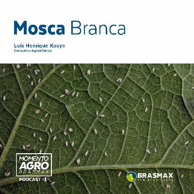 Momento AGRO Brasmax  #10 - Mosca branca