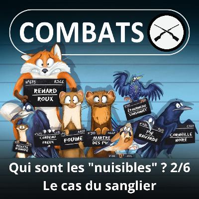 S05E72 Les "nuisibles" 2/6 : Le sanglier, un cas à part (Marc Mortelmans)