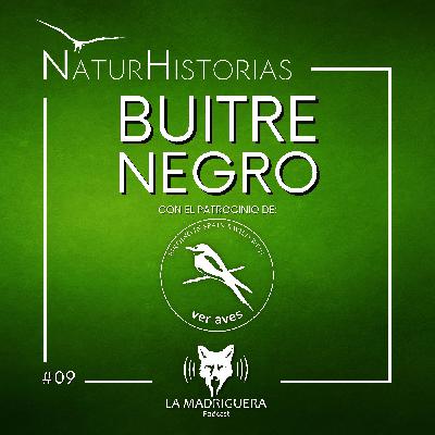 #09 - Buitre negro - Naturhistorias (08/2025)