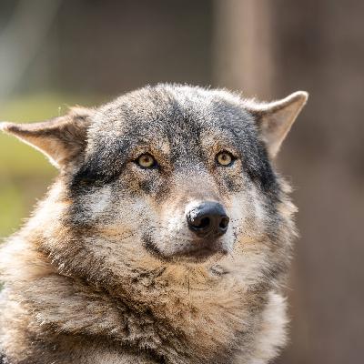 Wer hat Angst vorm Hornisgrinde-Wolf?