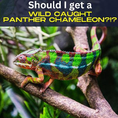 Should I get a Wild Caught Panther Chameleon? Should I get a Wild Caught Panther Chameleon?