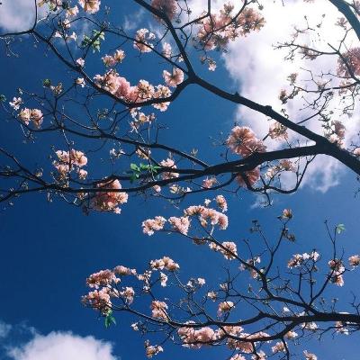 Syair tembang pocung