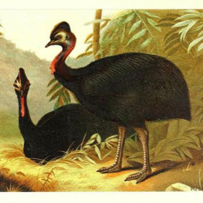 Episode Eight: An Apple A Day Keeps the Cassowary Away