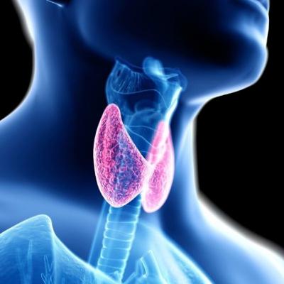 Туршилтын 0 дугаар - Бамбай булчирхайн өвчний талаар заавал мэдэх ёстой зүйлс