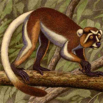 Notharctus, the False Bear Notharctus, the False Bear