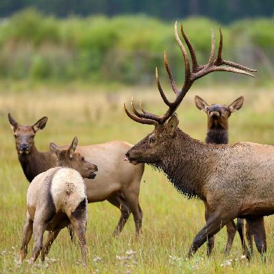 Elk Up Close Elk Up Close