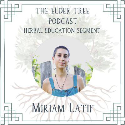 156. Changing the Wellness Paradigm: Miriam Latif on Herbal Education 156. Changing the Wellness Paradigm: Miriam Latif on Herbal Education