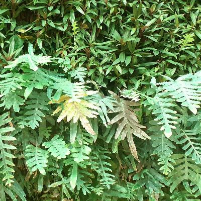 Escribano Palustre - Trashumancia - 27/10/25