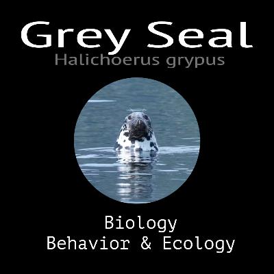 Grey Seal - Biology, Behavior and Ecology
