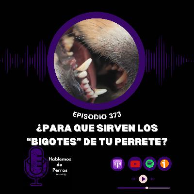 EP#373: Para qué sirven los «bigotes» de tu perrete EP#373: Para qué sirven los «bigotes» de tu perrete