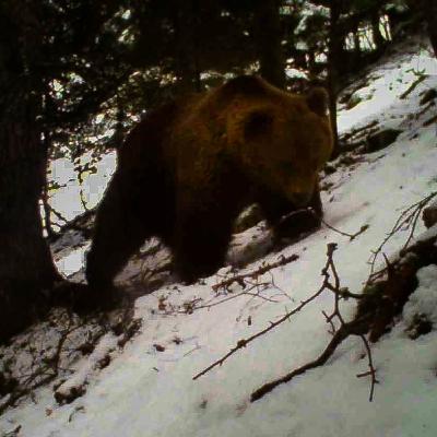 EPISODIO 8: LA LOBA DE ALCAÑIZ, LA OSA ITALIANA JJ4 Y RECUENTO DE OSOS 2023 / os bru / llop / oso pardo / lobo EPISODIO 8: LA LOBA DE ALCAÑIZ, LA OSA ITALIANA JJ4 Y RECUENTO DE OSOS 2023 / os bru / llop / oso pardo / lobo