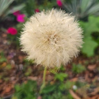 Estados Dopaminérgicos Estados Dopaminérgicos