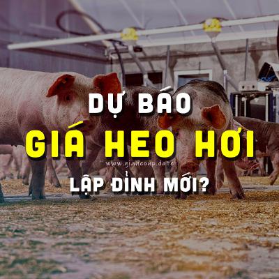 DỰ BÁO GIÁ HEO HƠI NGÀY MAI 18/12/2025 ▶ VƯỢT ĐỈNH MỚI? ĐỘNG THÁI TỪ ÔNG LỚN CHĂN NUÔI... #GIAHEOHOI