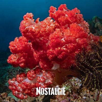 Sous la mer, la vie en danger ? On plonge avec Nausicaa pour comprendre Sous la mer, la vie en danger ? On plonge avec Nausicaa pour comprendre