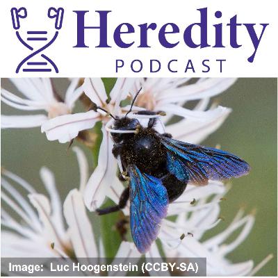 The violet carpenter bee & the European Reference Genome Atlas