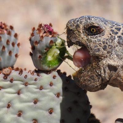 Ep 23: WICKED SOLAR: How Alternative Energy Threatens Already Endangered Wildlife