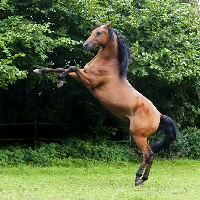 Shergar