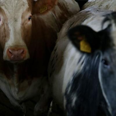 Bluetongue virus has arrived on the island of Ireland