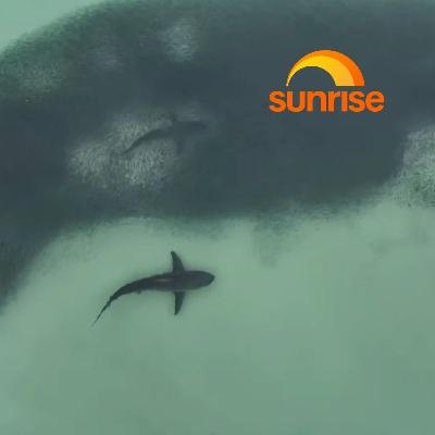 Widow of surfer killed by shark calls for more surveillance Widow of surfer killed by shark calls for more surveillance